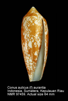 Conus aulicus (f) aurantia (4).jpg - Conus aulicus (f) aurantia Dautzenberg,1937